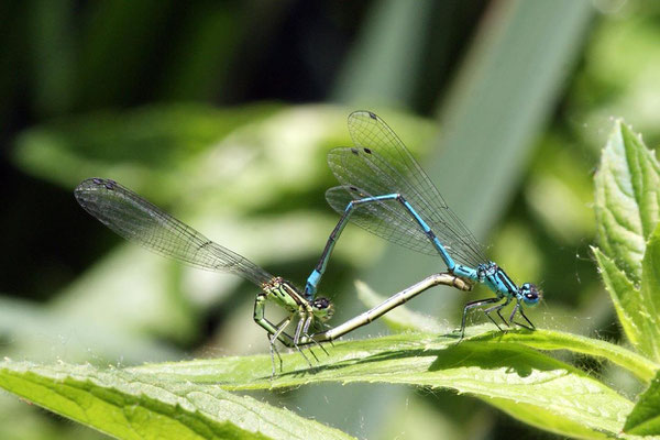 Macros bestioles - Libellules 12