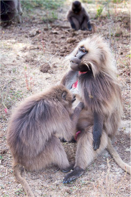 ETHIOPIE - Parc du Siemen - Primate Gélada 13