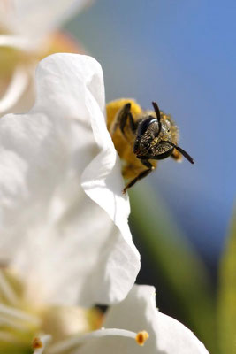 Macros bestioles - Abeilles et autres 05