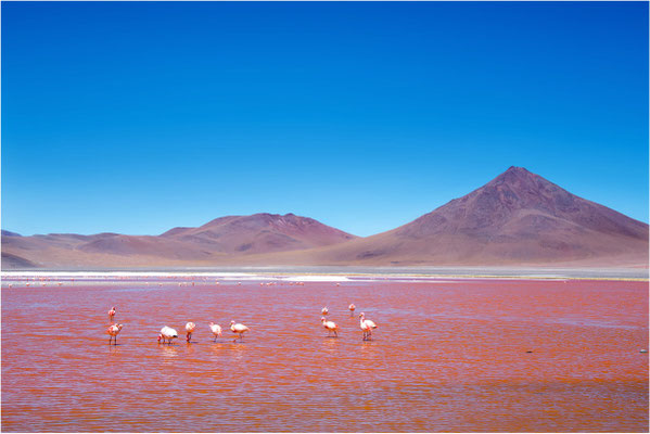Laguna colorada 15