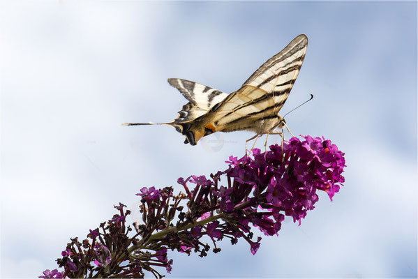 Macros bestioles - Papillons nature 26