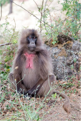 ETHIOPIE - Parc du Siemen - Primate Gélada 17