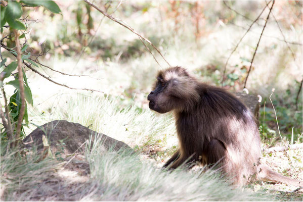 ETHIOPIE - Parc du Siemen - Primate Gélada 01