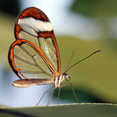 Macros bestioles - Papillons de serre 05