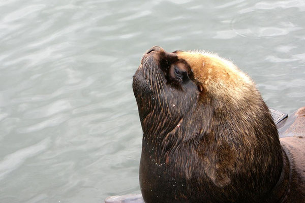 Valdivia 03