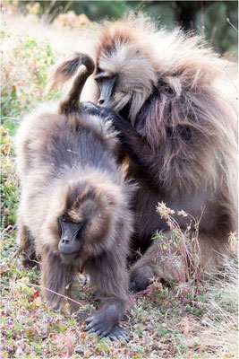 ETHIOPIE - Parc du Siemen - Primate Gélada 15