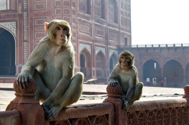 Agra - Taj Mahal 06