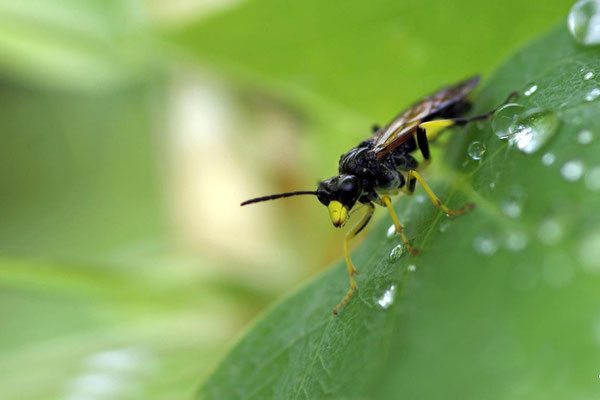 Macros bestioles - Autres 06