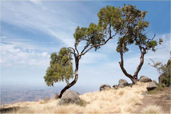 ETHIOPIE - Parc National du Siemen 09