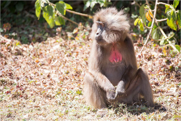 ETHIOPIE - Parc du Siemen - Primate Gélada 04