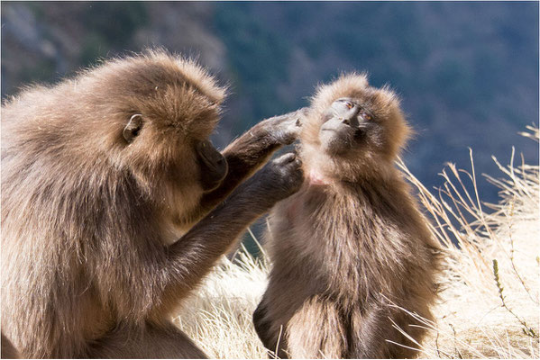 ETHIOPIE - Parc du Siemen - Primate Gélada 09