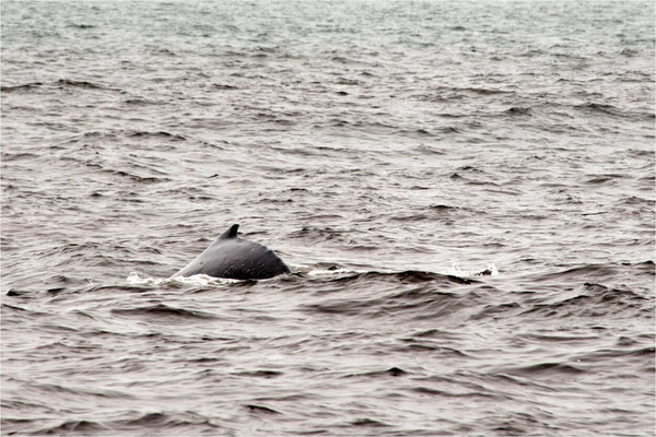 Croisière dans le lagon de Walvis Bay - 08 - Un petit bout du dos d'une baleine...