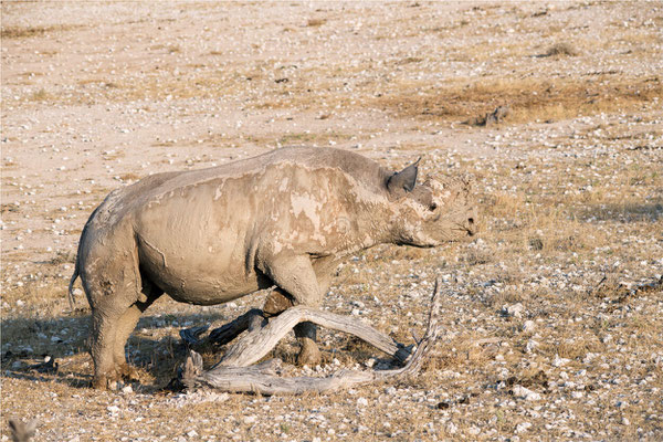 Etosha - Rhinocéros 01