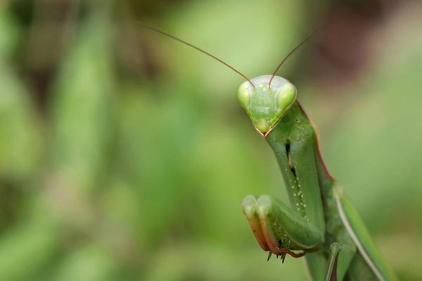 Macros bestioles - Mantes religieuses 01