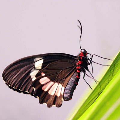 Macros bestioles - Papillons de serre 03