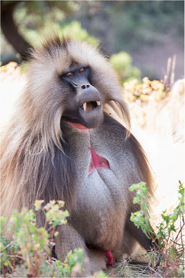 ETHIOPIE - Parc du Siemen - Primate Gélada 12