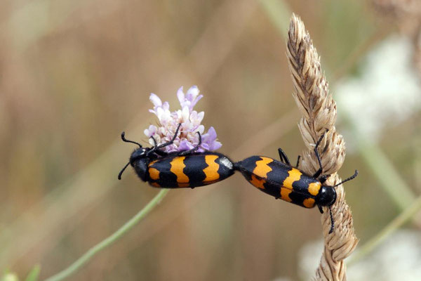 Macros bestioles - Autres 22