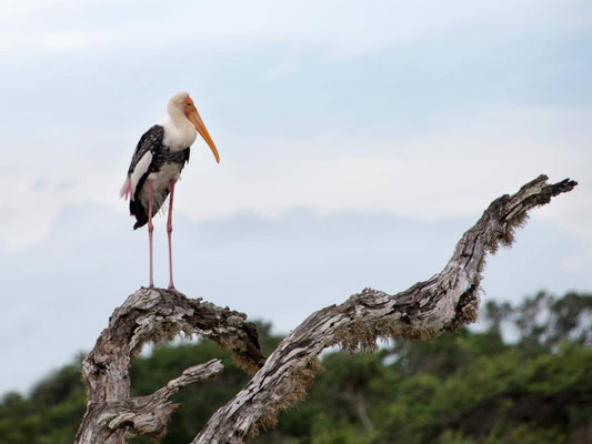Parc national de Yala 07