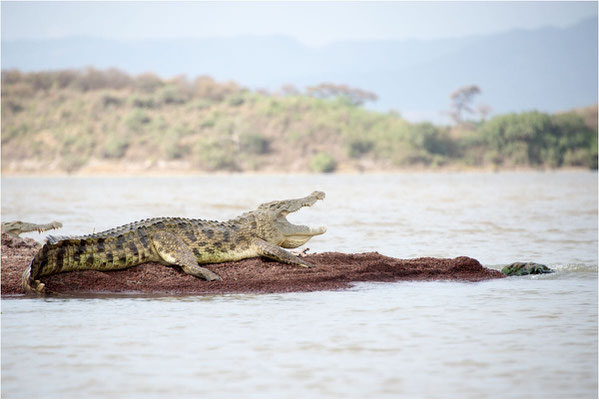 ETHIOPIE - Vallée de l'Omo - Lac Chamo 11