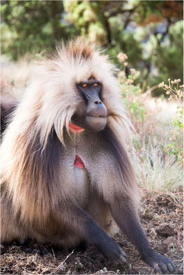 ETHIOPIE - Parc du Siemen - Primate Gélada 14