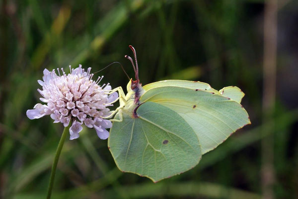 Macros bestioles - Papillons nature 05