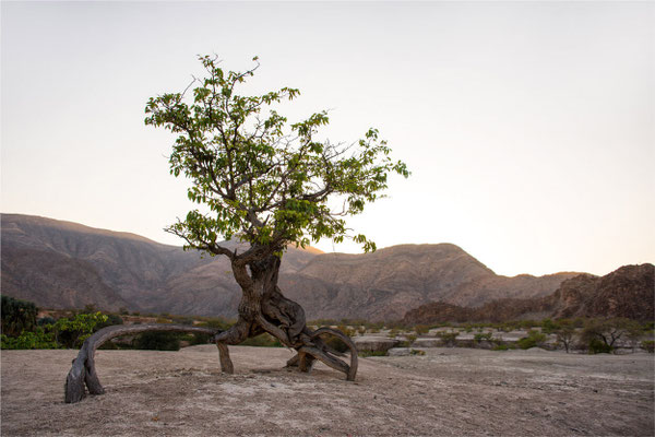 Canyon de Khowarib 10