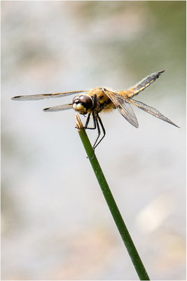 Macros bestioles - Libellules 24