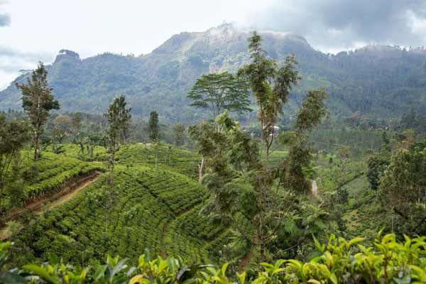 Sri Lanka - La route du thé 03