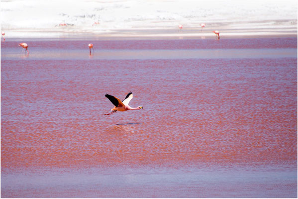 Laguna colorada 24