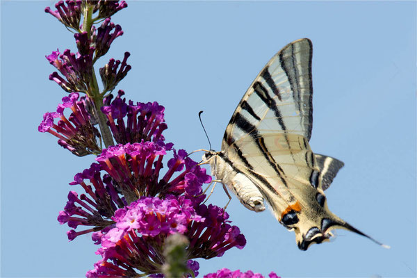 Macros bestioles - Papillons nature 22
