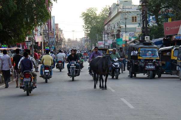 Bikaner ville 04 - La vache est sacrée dans toute l'Inde