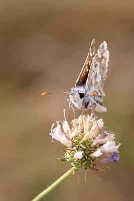 Macros bestioles - Papillons nature 10