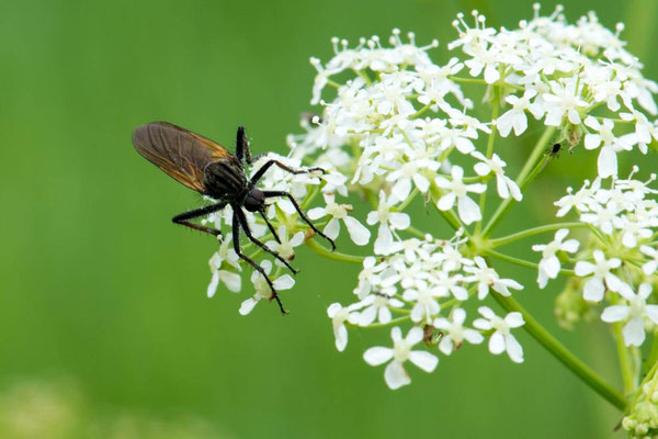 Macros bestioles - Autres 18