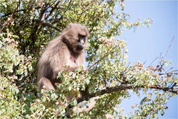 ETHIOPIE - Parc du Siemen - Primate Gélada 10