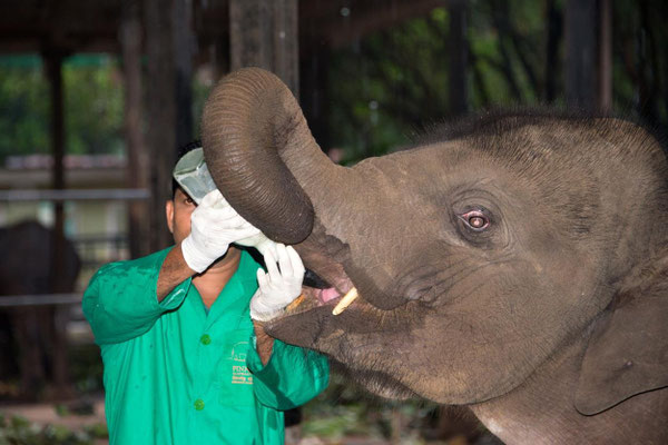 Orphelinat des éléphants 16 - 5 secondes pour engloutir 1 litre de lait