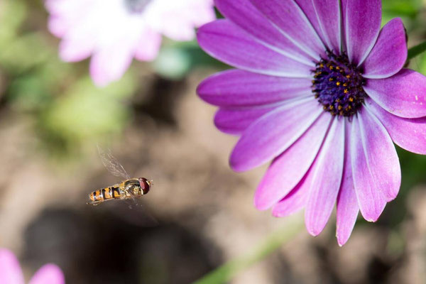 Macros bestioles - Abeilles et autres 06