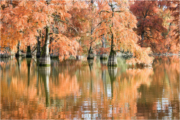 Cyprès chauves 19- Automne 2018