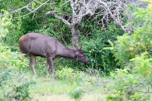Parc national de Yala 03