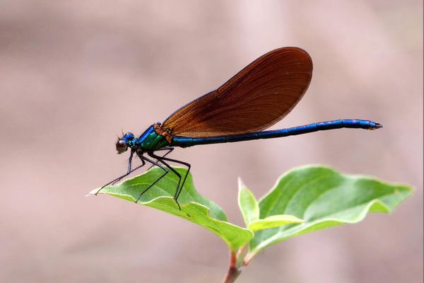 Macros bestioles - Libellules 14