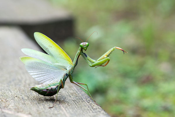 Macros bestioles - Mantes religieuses 11