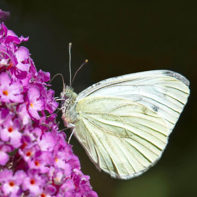 Macros bestioles - Papillons nature 18