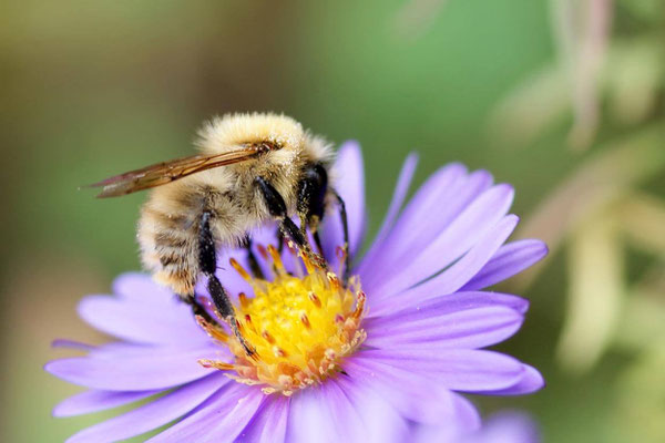 Macros bestioles - Abeilles et autres 09