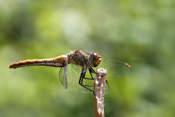 Macros bestioles - Libellules 20