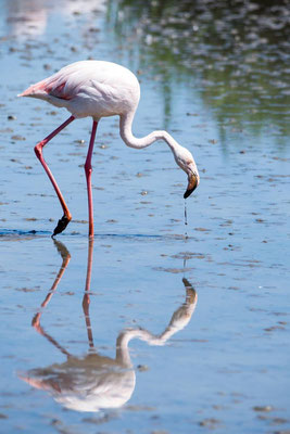 Flamant rose 04