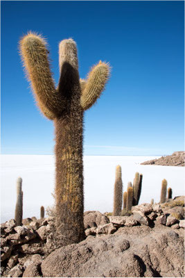 Salar de Uyuni 11 - Ile de Incahuasi