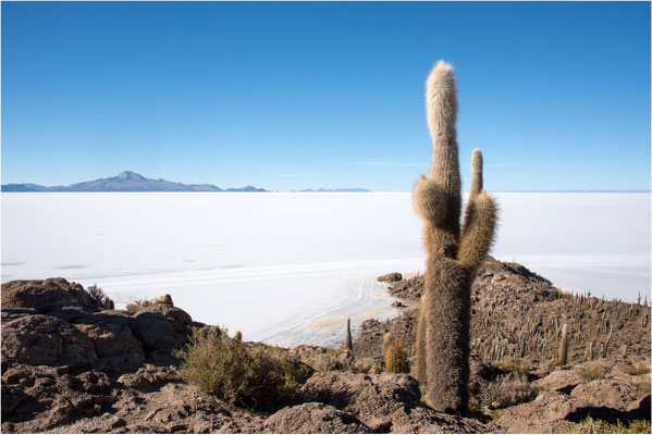 Salar de Uyuni 19 - Ile de Incahuasi
