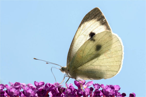 Macros bestioles - Papillons nature 25