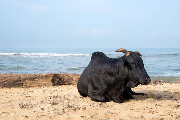 Kalutara 10