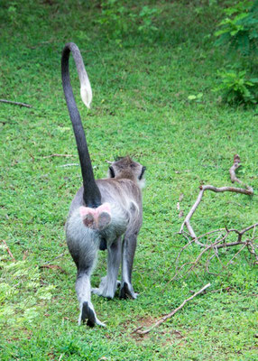 Parc national de Yala 02