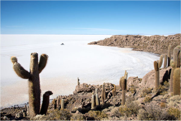 Salar de Uyuni 15 - Ile de Incahuasi